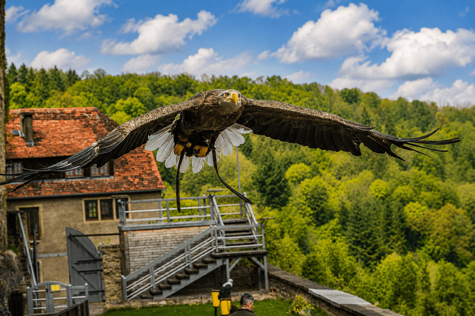 Winterstein Falconry