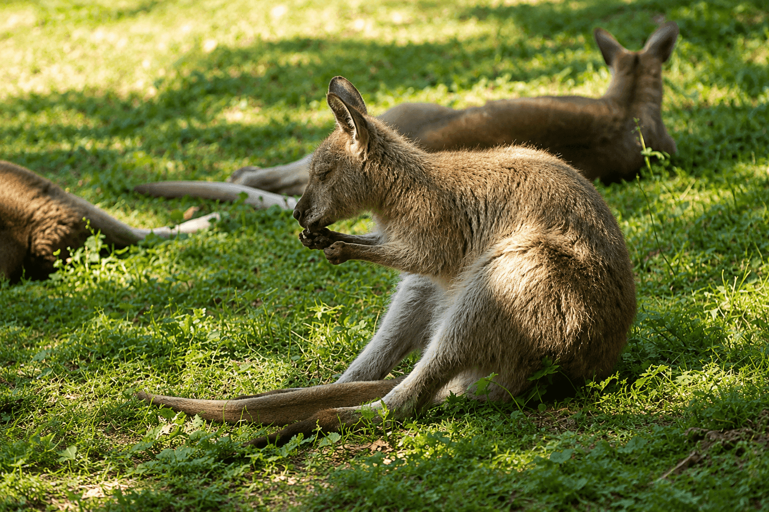 Bad Liebenstein Animal Park