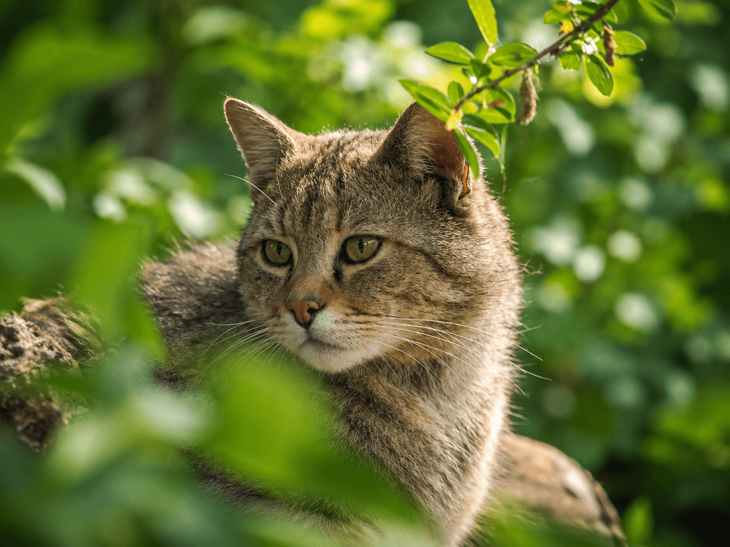 Hütscheroda Wildcat Village