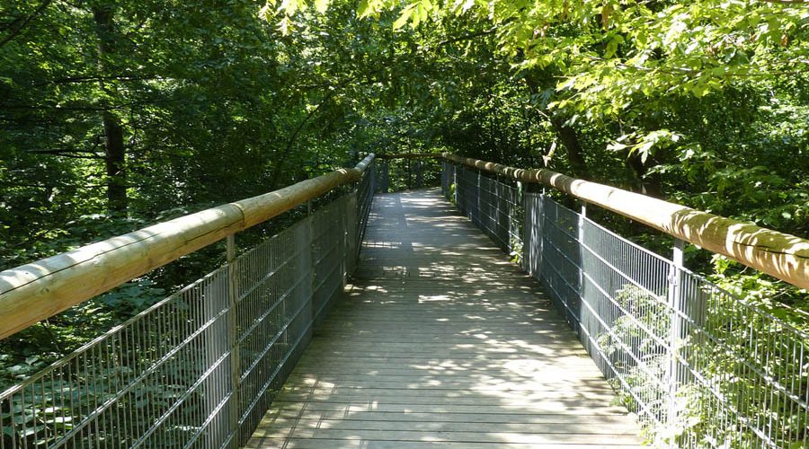 Canopy walkway in the Hainich National Park